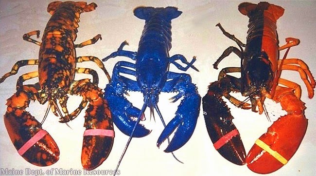 Resultado de imagem para lagosta azul