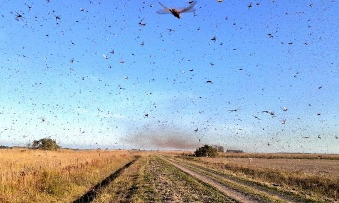 xgafanhoto.jpg.pagespeed.ic.i0J1khAkDh