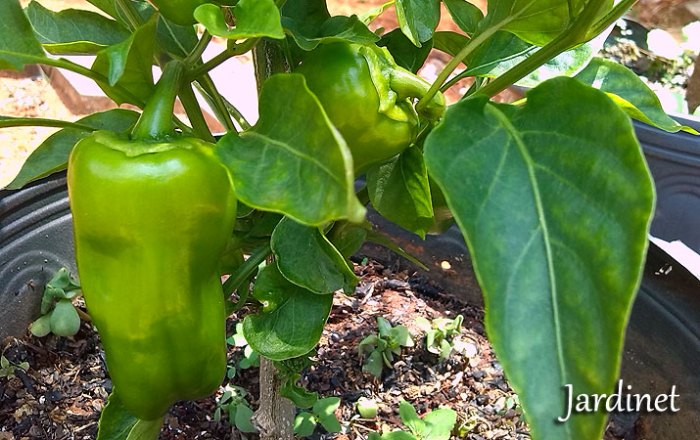 Como cultivar pimentão em vasos - Jardinet